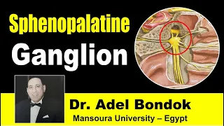 Sphenopalatine (Pterygopalatine) Ganglion, Dr Adel Bondok