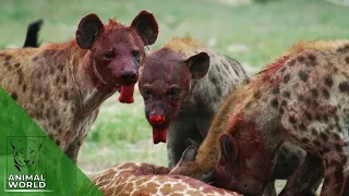 8 Brutal Fight, Eat Alive Moments Of Hyenas | Animal World