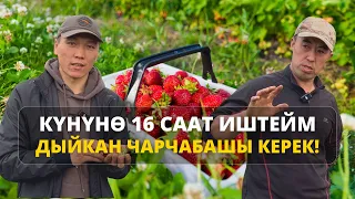 Таңдан кечке чейин жаны тынбаган Токтогулдук дыйкандын кулпунайлары