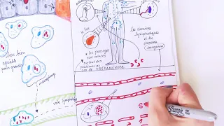 Physiopathologie de la fièvre typhoide.