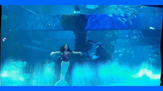 Meet and Greet Mermaid at jakarta aquarium safari