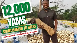 COMMERCIAL YAM FARMING IN SACKS/  Step by step process how to plant yam in bags/ 12,000 yams in sack