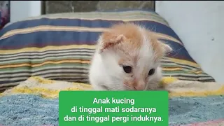 Cerita Poddong kucing sebatang kara