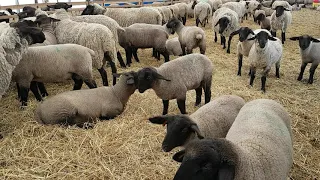 Why We Like Suffolk Sheep