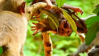 Unbelievable Casi beat baby Calvin stuck thorn nearly die, So poor baby monkey Calvin