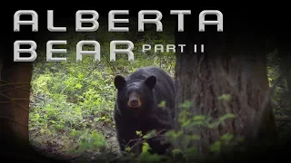 Southern Vanes: Season 3 | Alberta Bear Part 2