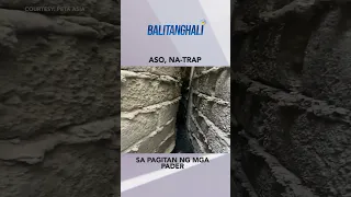 Asong na-trap sa pagitan ng mga pader, nasagip. #shorts | Balitanghali