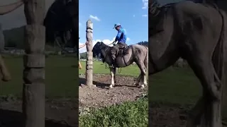 Обучение лошади Республика Алтай