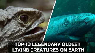 TOP 10 LEGENDARY OLDEST LIVING CREATURES ON EARTH | WORLD'S OLDEST #Facts