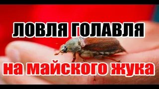 Ловля Голавля на Майского жука на Кораблик.Рыболовная снасть Кораблик (санки).Рыбалка на жука