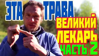 ЧАСТЬ2. ЭТА ТРАВА ЗАМЕНИТ ЦЕЛУЮ АПТЕКУ... Растет везде а мы и не знаем.