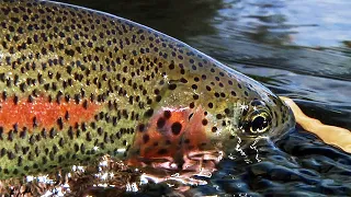 Green Drake Hatch: Metolius River Fly Fishing
