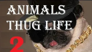 Animals Thug Life _ Part 2 _ Funny Animals Videos _ Crazy pet collective