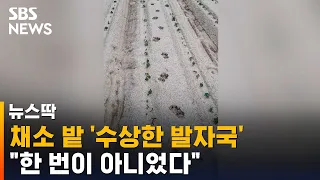 채소 밭 '수상한 발자국'…곧바로 조사해보니 / SBS / 뉴스딱