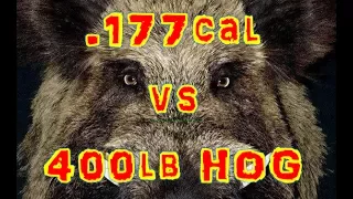 .177cal Air Rifle vs 400lb Hog (Headshot) with 2" Thick SKULL