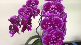 Phalaenopsis Lioulin Pretty Lip