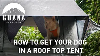 How To Get Your Dog In A Roof Top Tent - by Guana Equipment