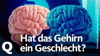 Ist das Gehirn weiblich, männlich oder etwas anderes? | Quarks