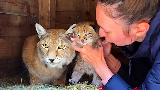 Toothy KITTEN BITED LYNX / Little lynx didn't recognize the second mother