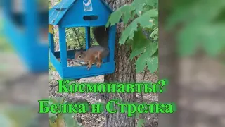 Космонавты? Белка и Стрелка. Сюжет в лесу.