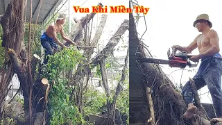 Vua Khỉ Miền Tây nhiều lần gặp khó khăn khi cưa phần thân cây Sanh (phần cuối) . Cutting tree .