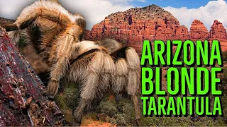 Spider Queen of the Sonoran Desert - Aphonopelma chalcodes Tarantula