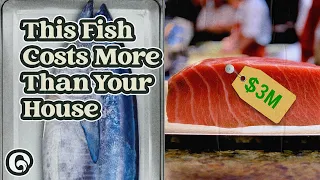 Why Is Bluefin Tuna So Expensive?