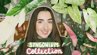 My Syngonium Collection?! RARE House Plant Collection