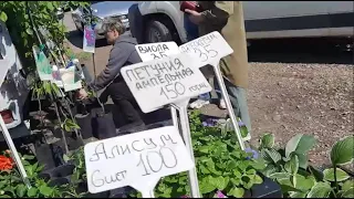 А У НАС ДОЖДИК! ПОЕХАЛИ НА РЫНОК ЗА РАССАДОЙ.