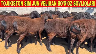 ☎️33-733-43-43 1 TUG'MA SIZ IZLAGAN GIGANT BOG'OZ SOVLIQLAR KELDI SHOSHILING BUNAQASI KAM KELADI.