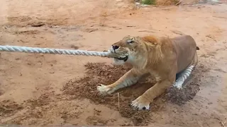 Tug of war with a LIGER ! 🦁🐯 Who won??? #shorts