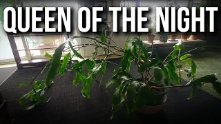 Queen of the Night - First Ever Pruning - September 2021