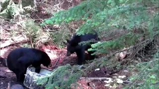 W.A.S Hunting: Bowhunting Black Bear in Ontario (WARNING EPIC DEATH MOAN)