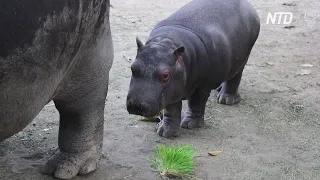 Зоопарк в Мексике показал детёныша бегемота