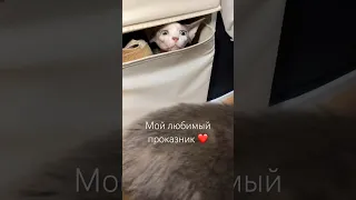 А еще эти гремлины постоянно хотят есть 😈#сфинкс #котики #смешные #милые