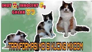 Transformasi Moi Si Kucing Mixdom