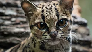 Margay (Leopardus wiedii): Monkey in Cat's Skin