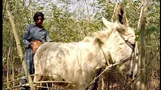 New Donkey Video man with donkey living Amazing funny HD 2020 Part 01 ⁶ | May 29, 2021(1)