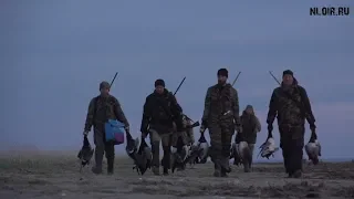 Охота на гуся Весна 2018.Hunting for a goose 2018. (Тизер)