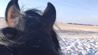 Личный опыт, как покупал первого жеребца.