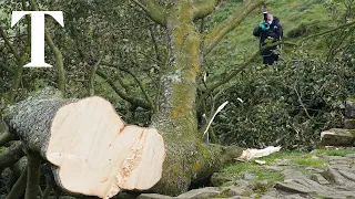 16-year-old boy arrested for Sycamore Gap tree felling