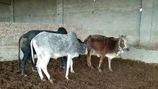 cow & bull sex video full hd ! video animal life