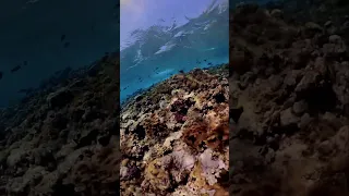 Amarina Jannah Resort & Aquapark ПИРС/ПОДВОДНЫЙ МИР  PIER/UNDERWATER WORLD   #travel #funny #tiktok