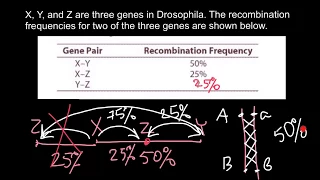 How to solve gene recombination problems in genetics