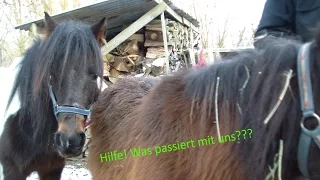 Unsere Ponys / Unsere Pferde / Andys World