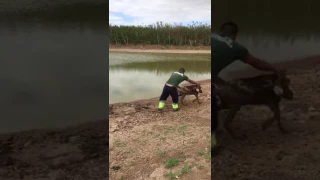 Man rescues stuck goat