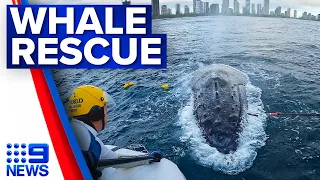 Humpback whale trapped inside shark nets off Queensland coast for 12 hours | 9 News Australia