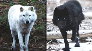 Wolves You Won't Believe Exist