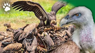 Survivre dans la savane - Prédateurs - Charognards - Documentaire Animalier - AMP