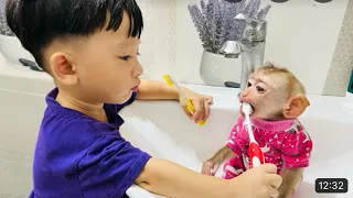 Baby Roma brushes monkey Diana's teeth when mom is away